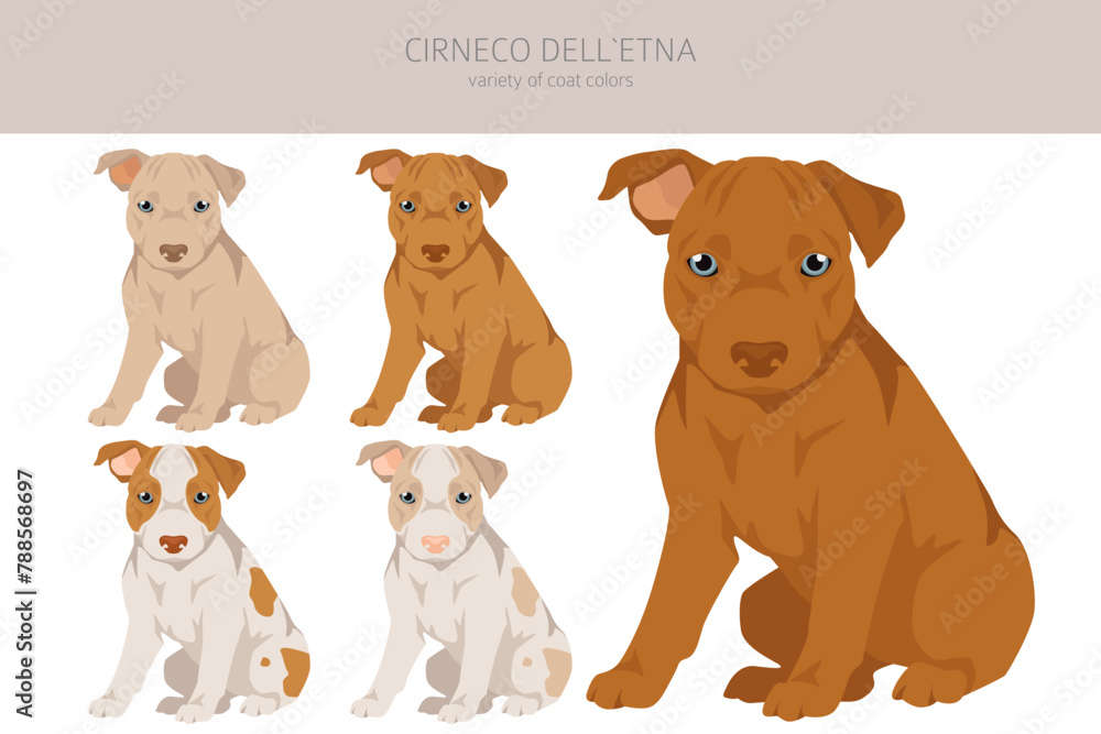 Cirneco dell Etna, Sicilian hound puppy clipart. Different poses, coat colors set