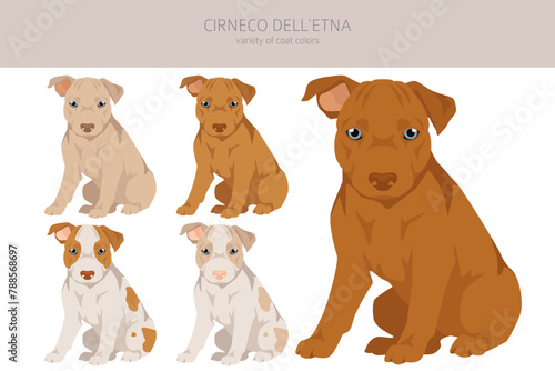 Cirneco dell Etna, Sicilian hound puppy clipart. Different poses, coat colors set photo