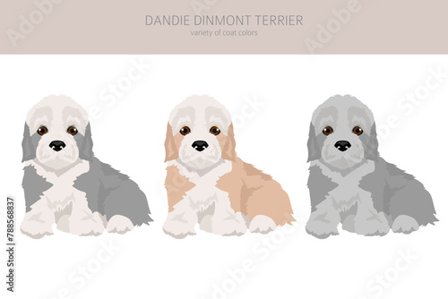 Dandie dinmont terrier puppy clipart. Different poses, coat colors set