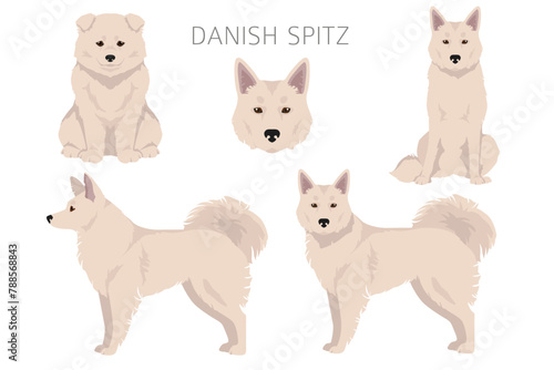 Danish Spitz clipart. Different poses, coat colors set.
