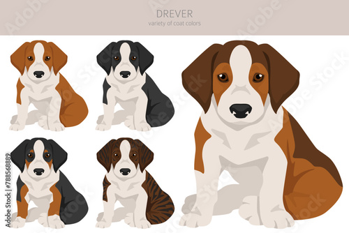 Drever puppy clipart. Different poses, coat colors set © a7880ss