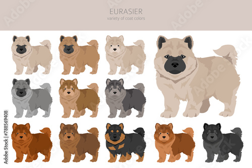 Eurasier dog puppy clipart. Different poses, coat colors set