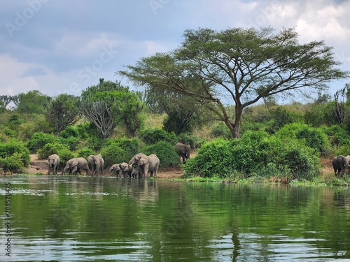 A group of elephants is drinking water from a lake. There are some of them. The background has green vegetation and a blue sky