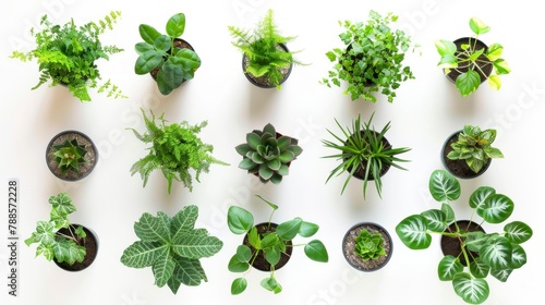 set of home plants like succulents,cactus,Ficus on white background