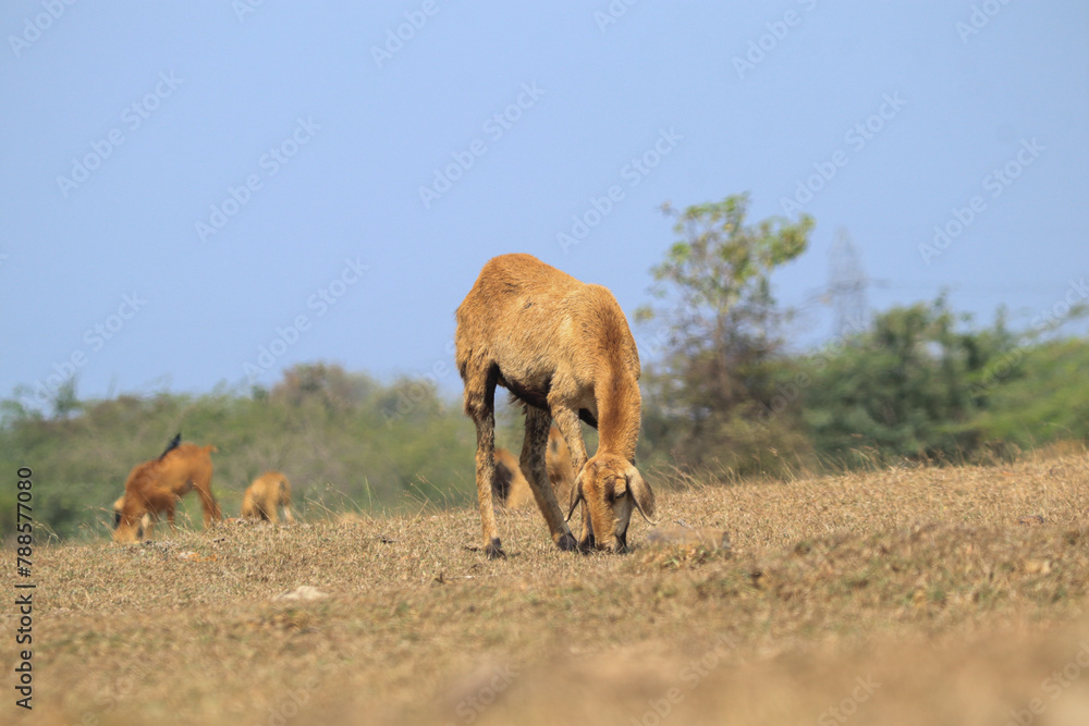 Naklejka premium herd of horses