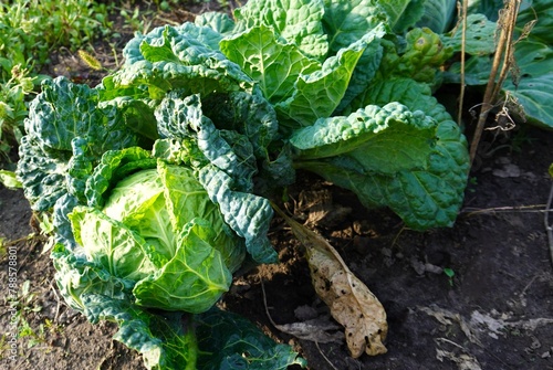 a cabbage head with green leaves in the garden and dried brown as a result of drought in the garden in summer on a garden plot, The concept of growing eco-friendly food on your own photo
