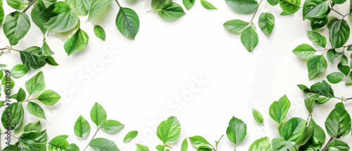 A symmetrical frame of varied green leaves against a white background  perfect for eco-friendly concepts.