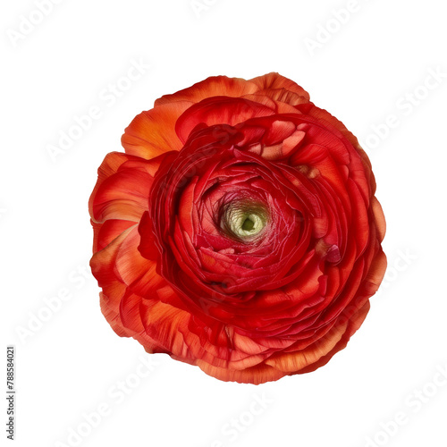 Red color buttercup isolated on transparent background.