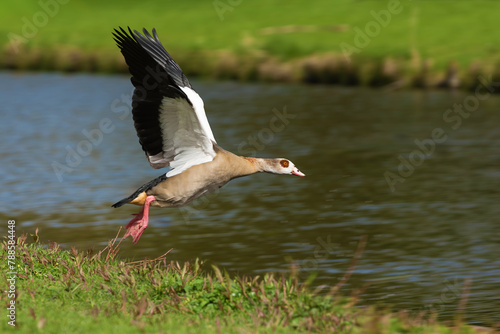 An adult female Nile or Egyptian goose (Alopochen aegyptiaca) flies over the water