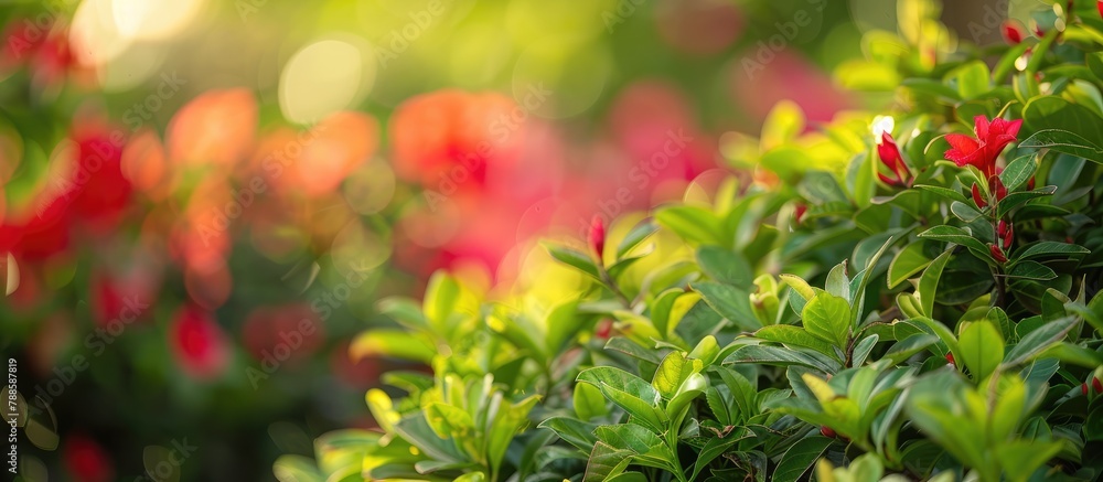 Green shrub with a backdrop of red flowers Green shrub with a backdrop of red flowers
