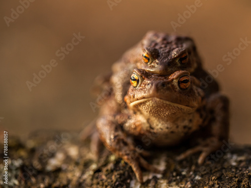amplexus in tailless amphibians, mating of a common toad, male toad holding a female, copulation, bufo bufo, mating season, amphibian migrations, male and female, reproduction, biology