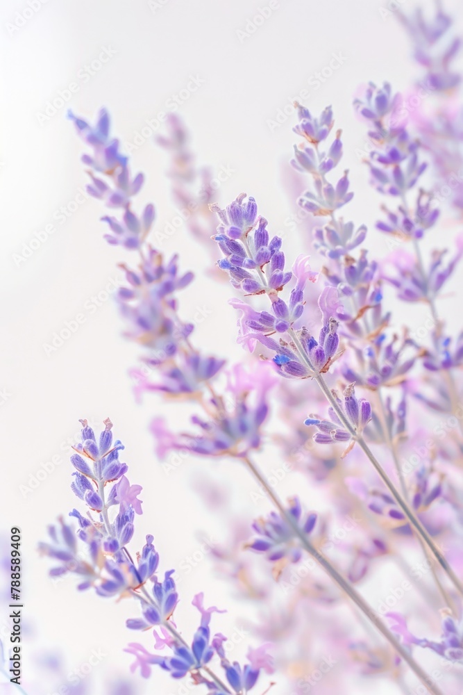 Close up shot of a bunch of purple flowers, perfect for nature backgrounds Close up shot of a bunch of purple flowers, perfect for nature backgrounds