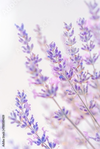 Close up shot of a bunch of purple flowers  perfect for nature backgrounds