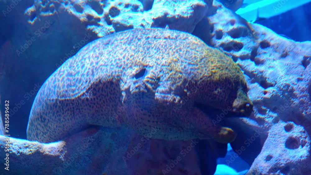 Beautiful tropical fish in an aquarium or ocean near coral reefs. Beautiful tropical fish in an aquarium or ocean near coral reefs.