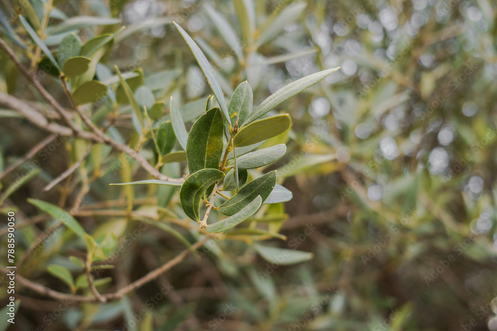 Olive tree branches close-up photo, olive farm, green garden