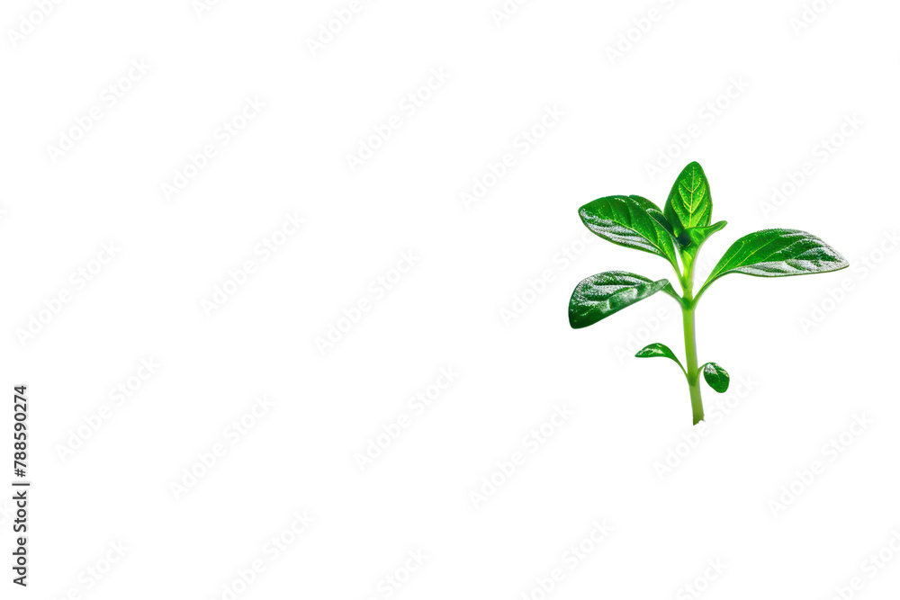 Obraz premium ดีไซน์ที่ยังไม่ได้ตั้งชื่อ - Green leaf plant sapling isolated on white background.