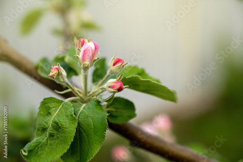 Apple tree blossom in spring, close-up, selective focus