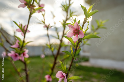 Peach blossom in the garden in spring. Beautiful nature scene.