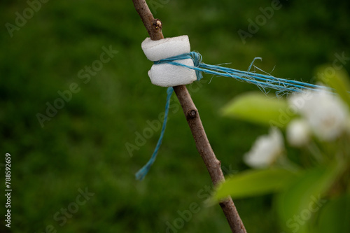 a branch of a young tree in the garden is tied with paralon and thread photo