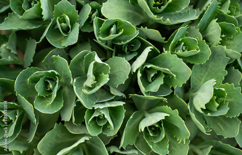 Close-up of green ornamental cabbage plant in the garden.