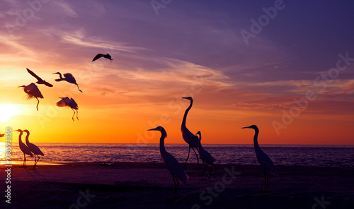 Sunset on the beach with birds. Treasure Island, Florida, Christy Mandeville