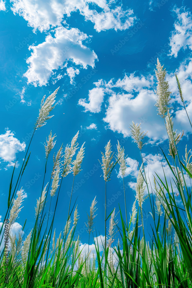 grass against the sky. selective focus. grass against the sky. selective focus.