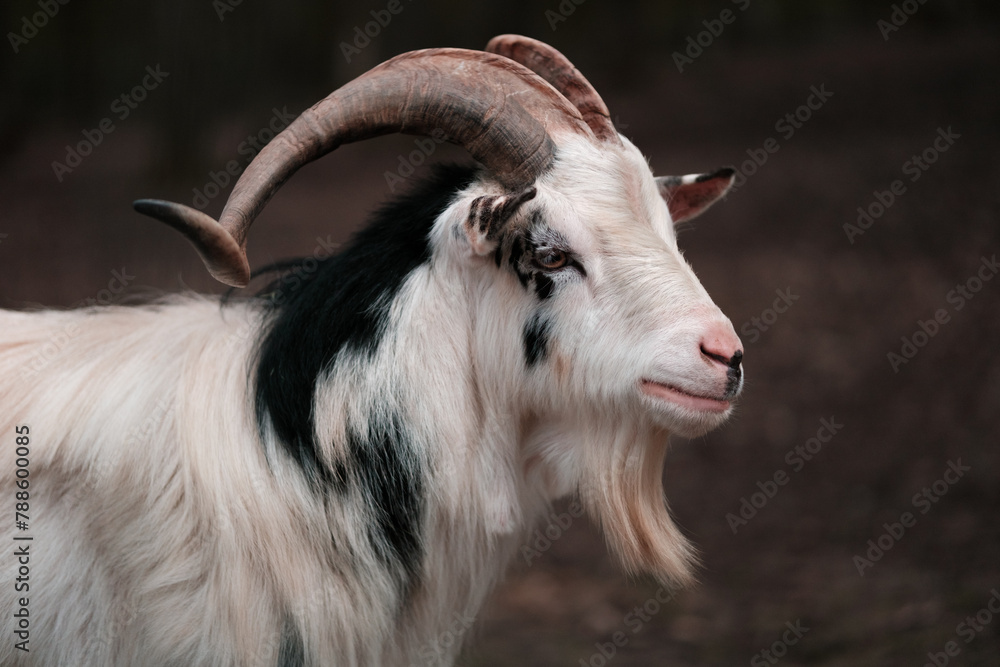 Fototapeta premium portrait of a goat