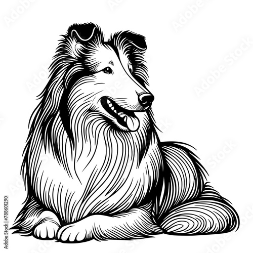 Hand drawn illustration of a Collie dog