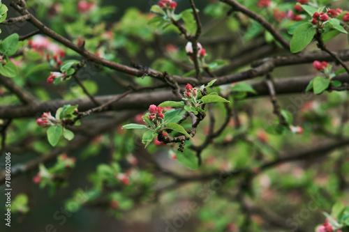 pink flowers on the tree, apple flowers © Radosaw