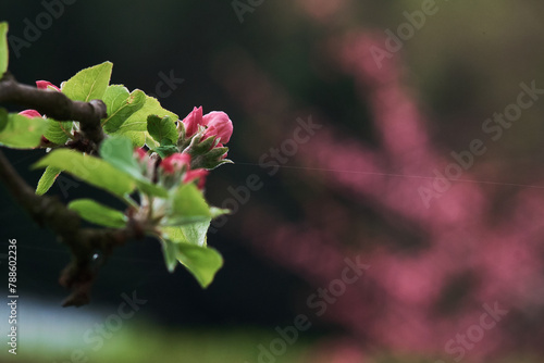 close up of a pink flower © Radosaw