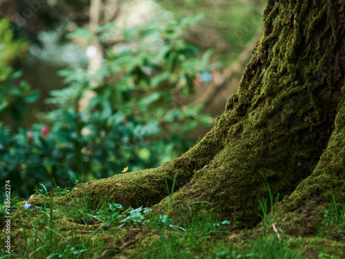 green moss on the tree © Radosaw