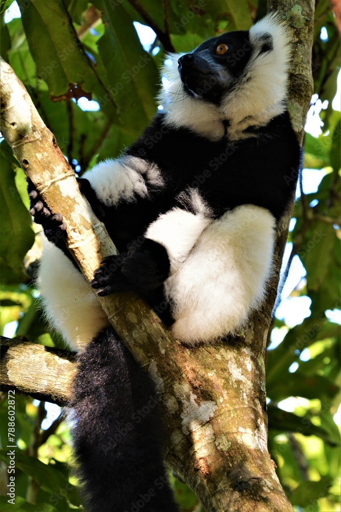 Fototapeta premium The indri (Indri indri, also called the babakoto), one of the largest living lemurs, in Analamazaotra Special Reserve (Andasibe area, Madagascar)