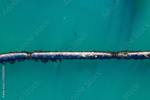 Photography Aerial, marine and pipeline in ocean or sea, animals and seals on export pipe for fuel or gas transportation