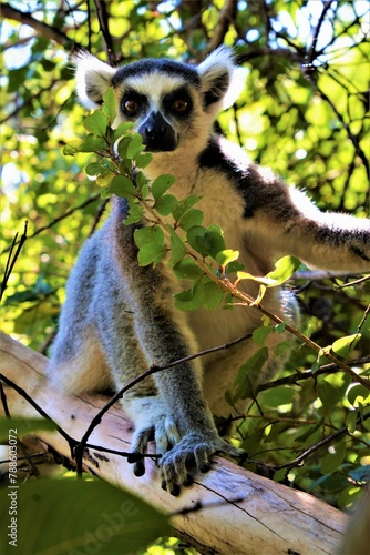 Ring-tailed lemur (Lemur catta, known locally in Malagasy as 