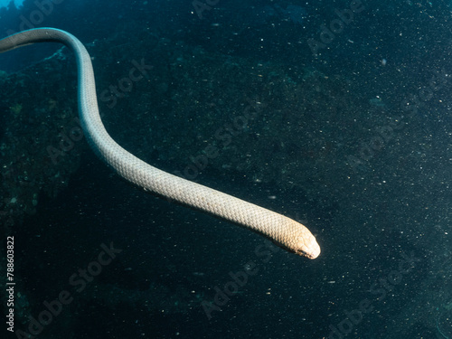Olive sea snake Aipysurus laevis photo