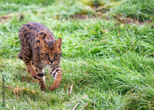 Obraz na plátně Savannah cat