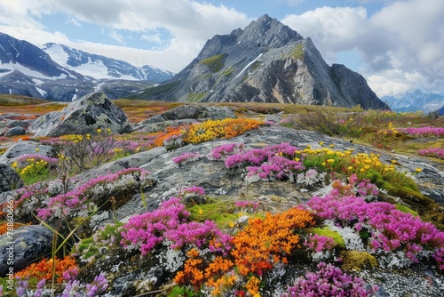 Arctic tundra, permafrost patterns, unique flora and fauna, cold wilderness photo