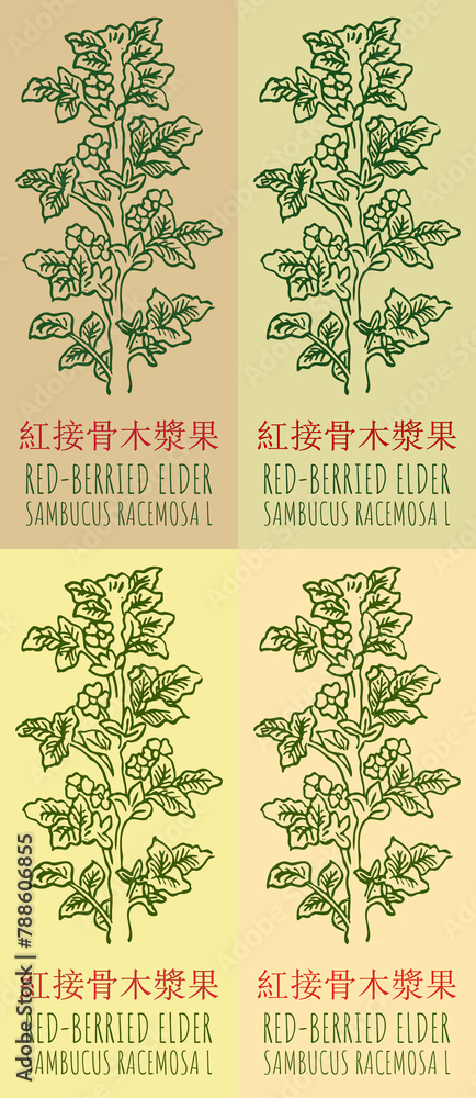 Set of drawing RED-BERRIED ELDER in Chinese in various colors. Hand drawn illustration. The Latin name is SAMBUCUS RACEMOSA L.