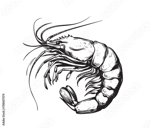 Shrimp in nah drawn style photo