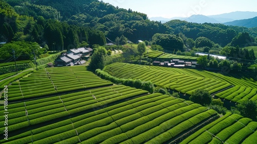 scenic tea plantation of Obuchi Sasaba in Fuji City, Shizuoka, with the iconic Mount Fuji in view photo