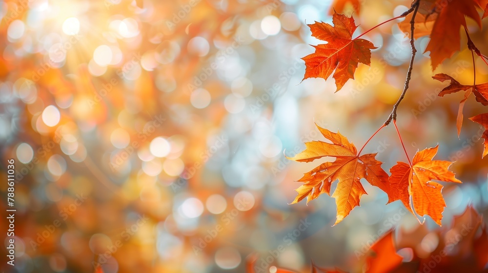Autumn leaves are bathed in sunlight, with a dreamy bokeh background adding to the enchanting scene. Autumn leaves are bathed in sunlight, with a dreamy bokeh background adding to the enchanting scene.