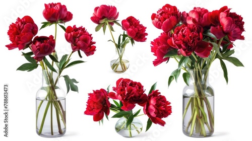 a bouquet of red peonies arranged in a glass vase  isolated against a pristine white background  offering various angles and compositions for versatile design applications.