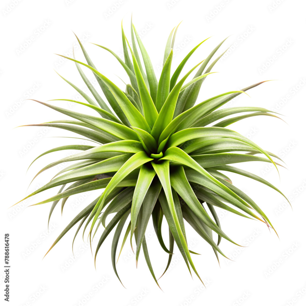 Fototapeta premium top view air plant isolated on transparent background, element remove background, element for design
