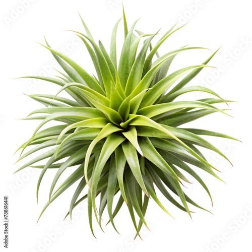 top view air plant isolated on transparent background, element remove background, element for design photo