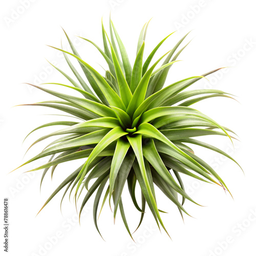 top view air plant isolated on transparent background  element remove background  element for design