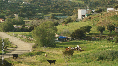Vache noire et blanche dans un pâturage