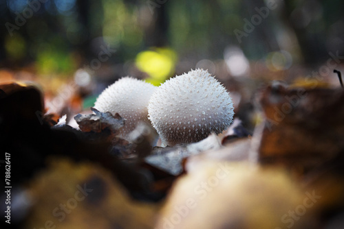 puffball mushroom in the forest photo