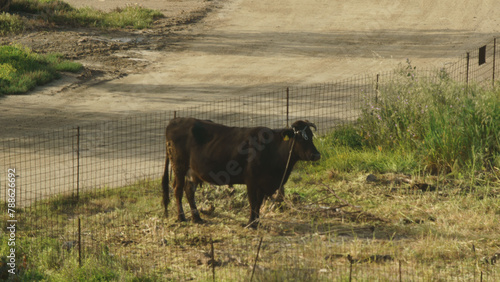 Vache noire et blanche dans un pâturage