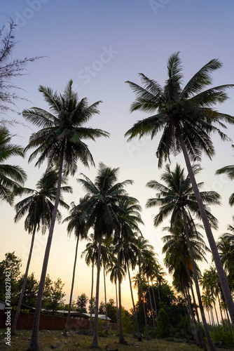 palm trees on the beach © arwiyada