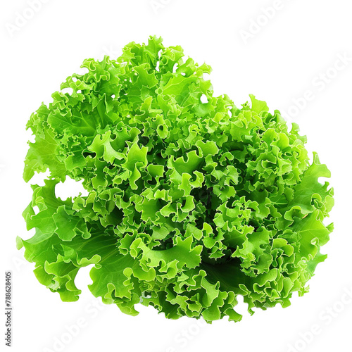 Green curly Lettuce leaves for Healthy salad on white background png